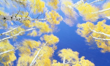 The Trees Are Talking