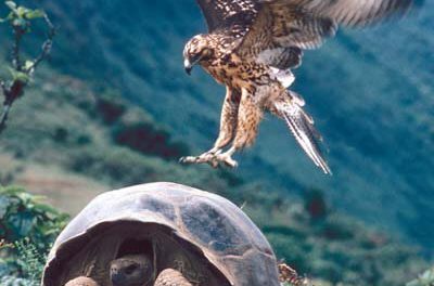 In the Galapagos, wonders never cease