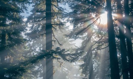 2011: The International Year of Forests