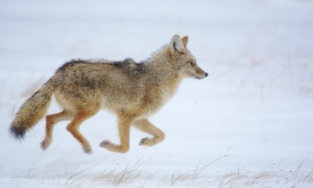 Coyotes and Badgers, Incorporated