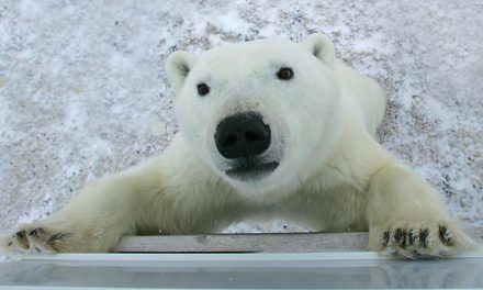 Are Canadians Nicer than Americans?