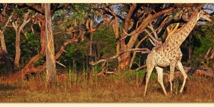John Fielder’s Africa Panoramic — You Won’t Believe Your Eyes!