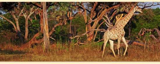 John Fielder’s Africa Panoramic — You Won’t Believe Your Eyes!