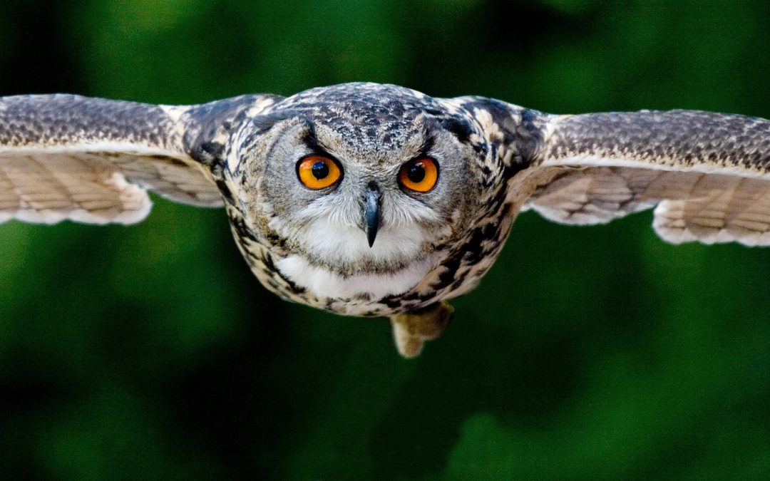 Video: Owl in Flight