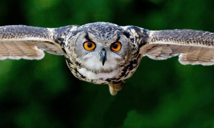 Video: Owl in Flight