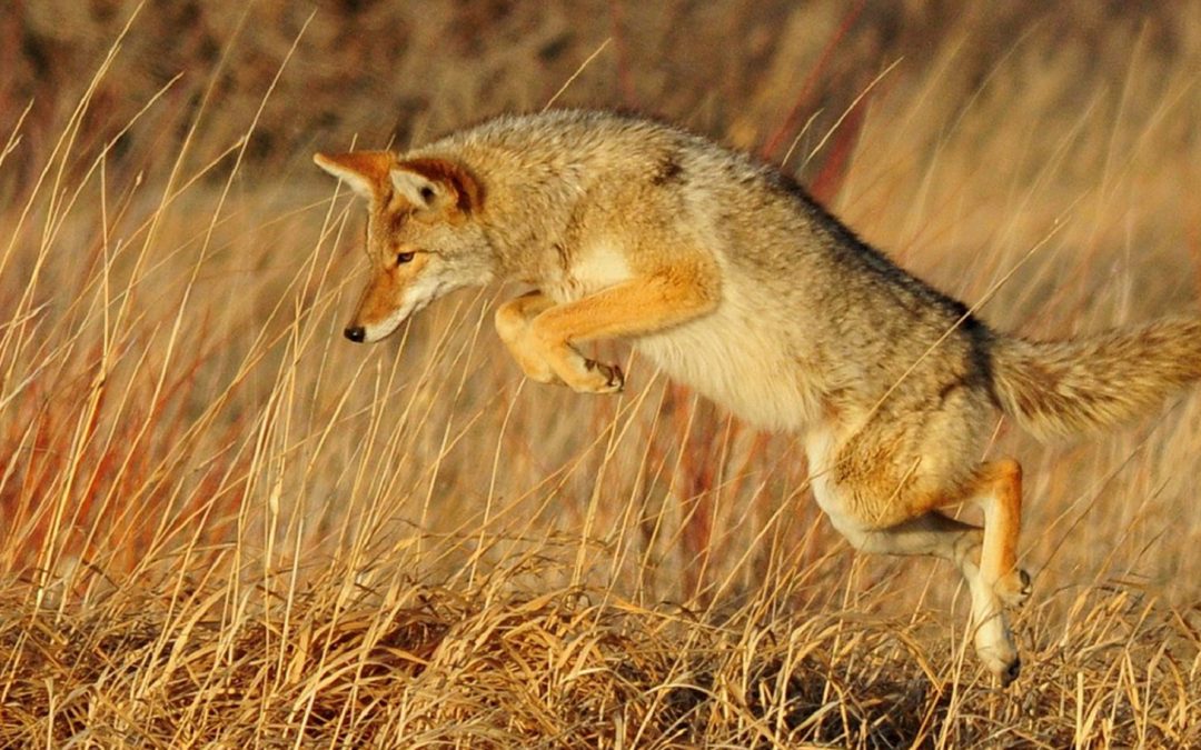 Video: Urban Coyote