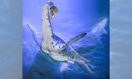 Finding the Real Sea Monsters