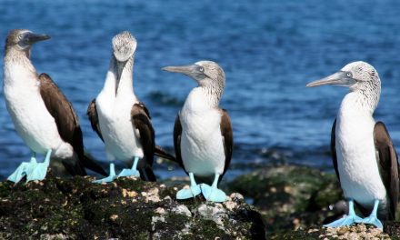 Should Tourist Numbers Be Limited to Protect Pristine Places?