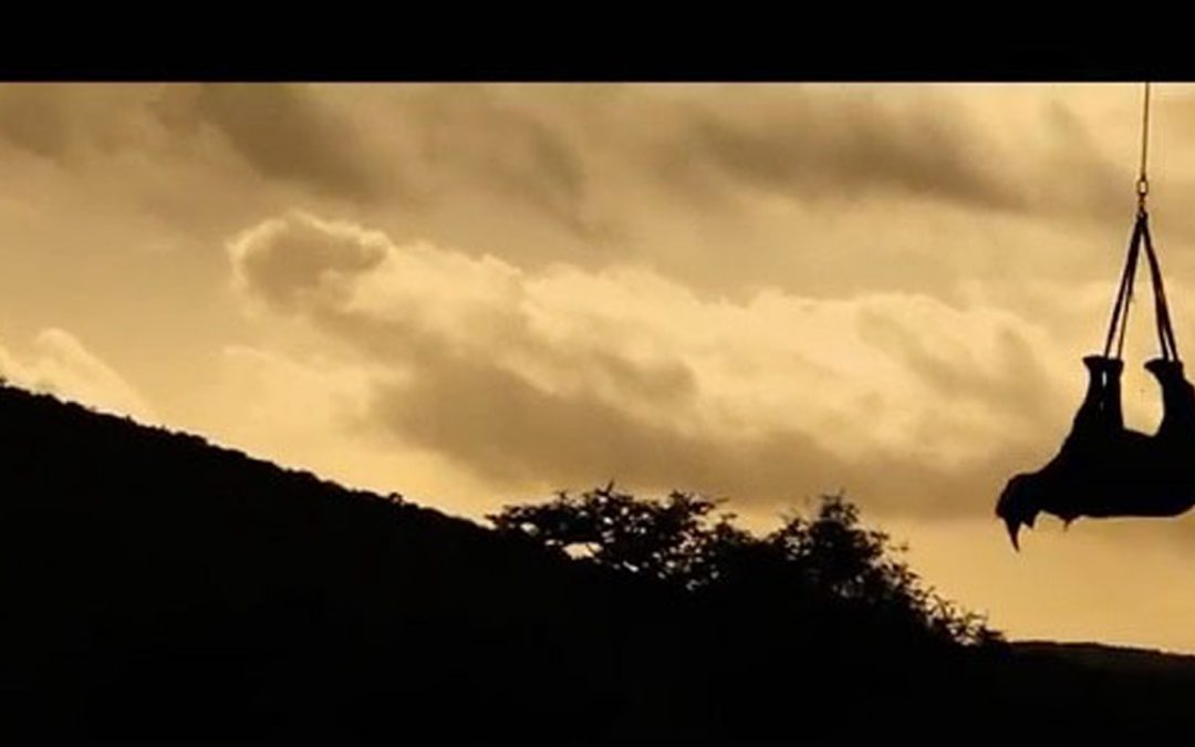 Video: Rhino Relocation