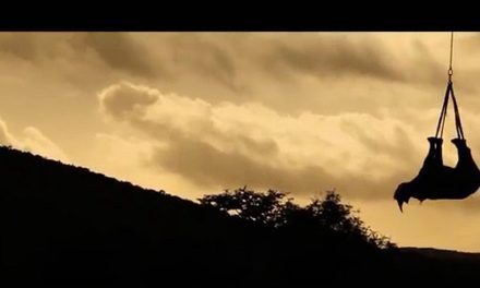 Video: Rhino Relocation