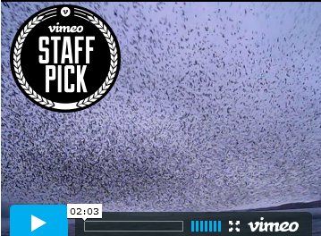 Ever Seen a Murmuration?