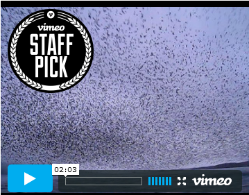 Ever Seen a Murmuration?