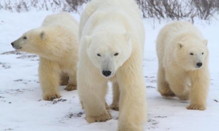Coca-Cola, WWF and NHA Join Forces to Protect Polar Bears