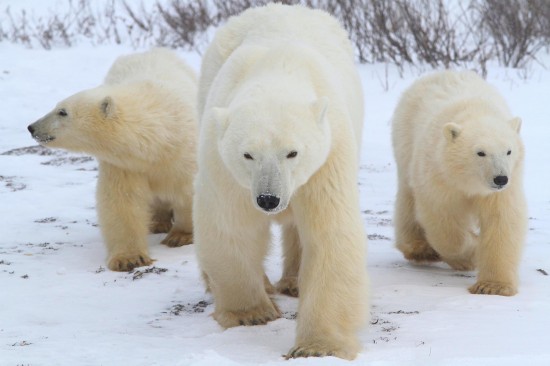 Coca-Cola, WWF and NHA Join Forces to Protect Polar Bears