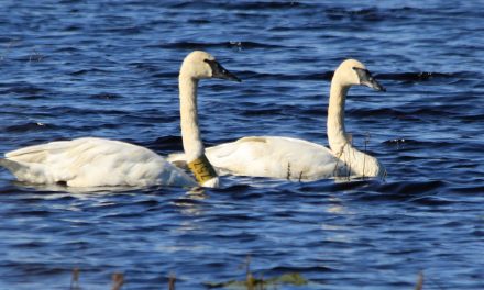 Tracking Devices on Narwhals and Other Wildlife Wear