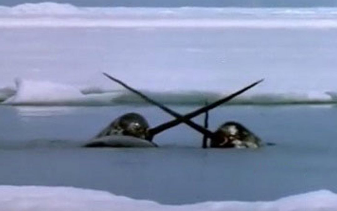 Video: Narwhal Dentist