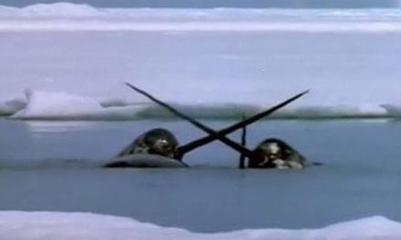 Video: Narwhal Dentist