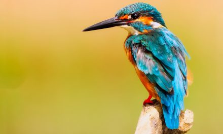 New Outdoor Apps—Bring Them with You Outdoors