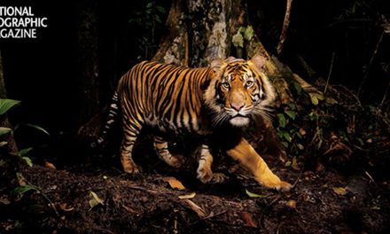 The Desire for Tigers: Is It Enough?