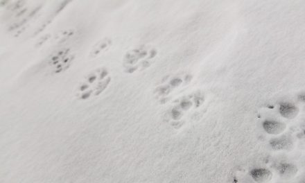 After 87 Years, the Howl of the Wolf Returns to California