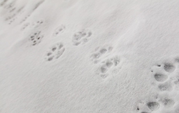 After 87 Years, the Howl of the Wolf Returns to California