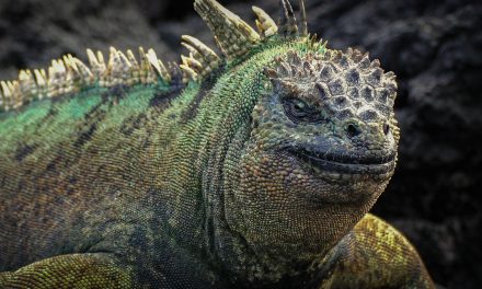 The Galapagos Islands: An “Opposite” Trip