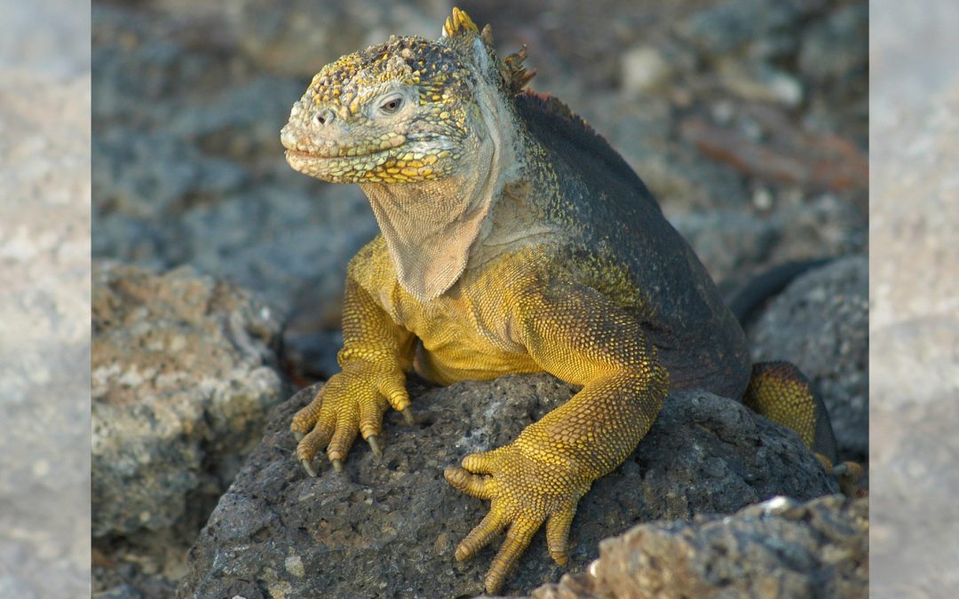 Video: Charles Darwin’s Fossils Newly Discovered