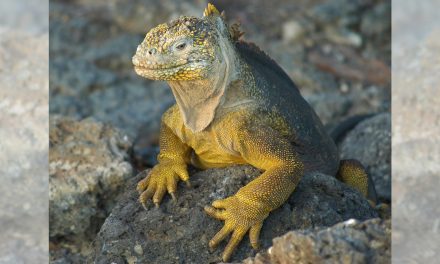 Video: Charles Darwin’s Fossils Newly Discovered