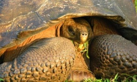 Scientists Discover ‘Extinct’ Galapagos Tortoise