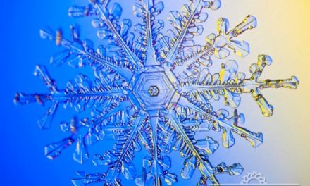 The Magic of Nature through Marion Owen’s Lens