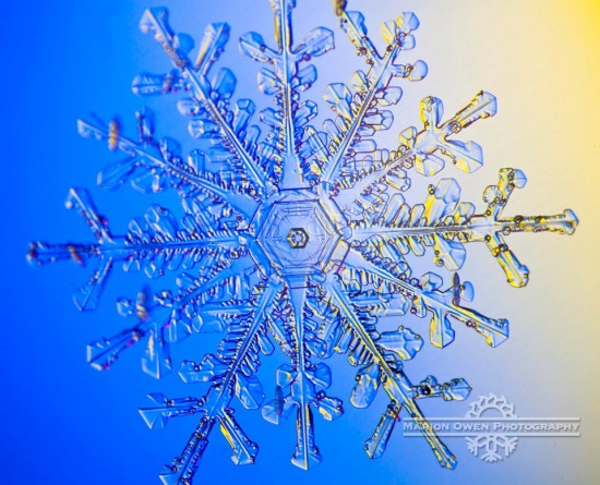 The Magic of Nature through Marion Owen’s Lens