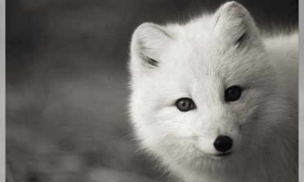 Baffin Island’s Wandering Canadian Arctic Foxes