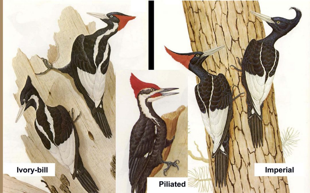 Last of Her Kind: Footage of an Imperial Woodpecker