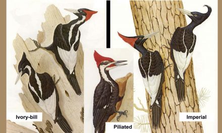 Last of Her Kind: Footage of an Imperial Woodpecker