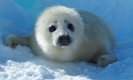 The Nat Hab Book: “It All Started with a Seal”