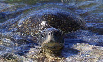 Earth Hour, March 31, 2012: Give 60 Minutes for the Planet