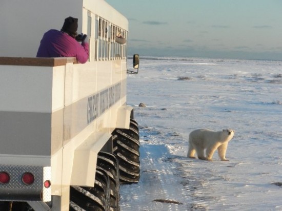 Travel + Leisure Goes Polar Bear Watching in Churchill with Nat Hab