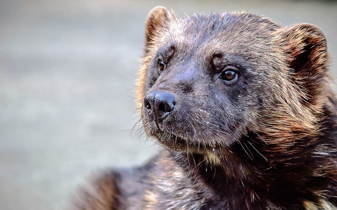 Video: Room for Wolverines to Roam