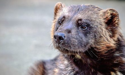 Video: Room for Wolverines to Roam