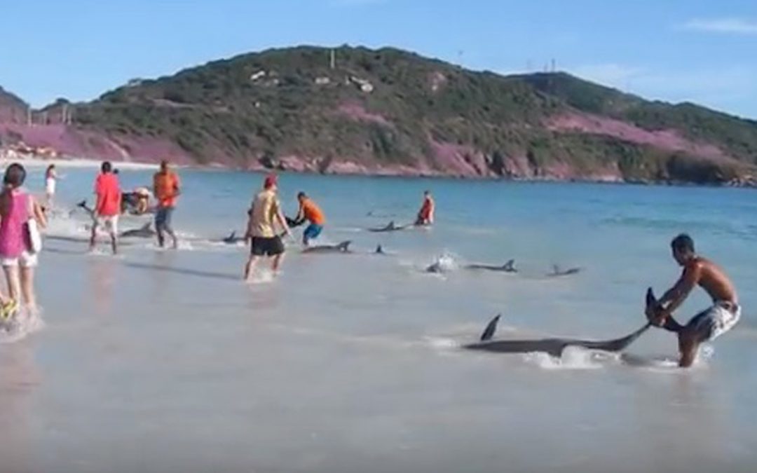 Beached Dolphins Rescued