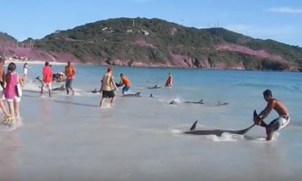 Beached Dolphins Rescued