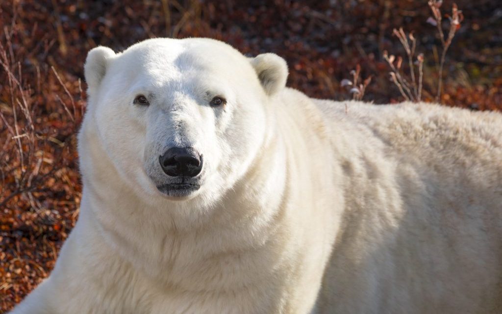 Answers to Our Nature Trivia Quiz!