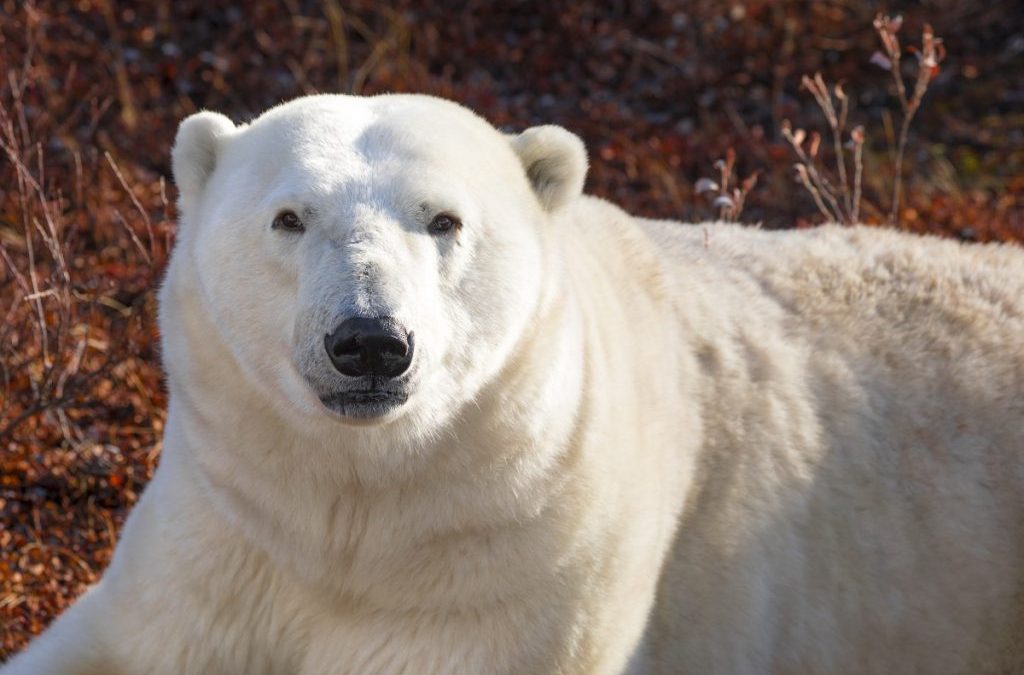 Answers to Our Nature Trivia Quiz!