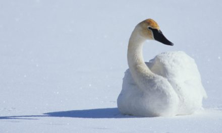 Play the Bird-ID Game