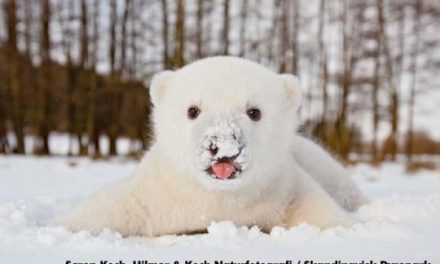 Meet Siku, A Polar Bear Cub With a Mission