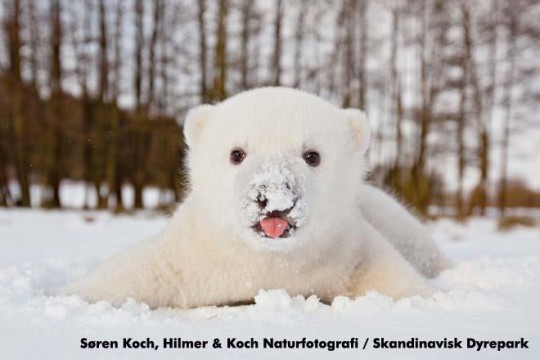 Meet Siku, A Polar Bear Cub With a Mission