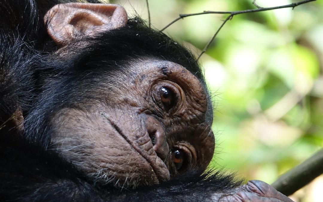Do Chimpanzees Mourn?