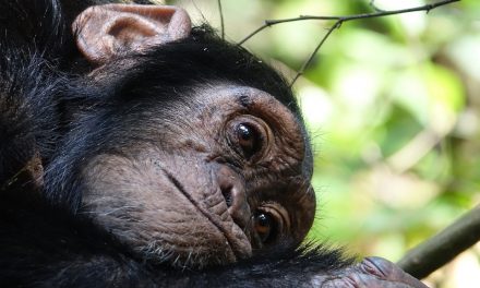 Do Chimpanzees Mourn?