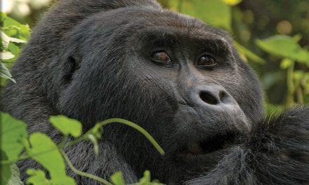 I’m Angry at Uganda | Ben’s Musings