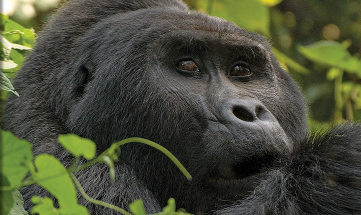 I’m Angry at Uganda | Ben’s Musings